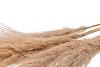 DRY PAMPAS GRAS L NATUREL P/5 120-150CM