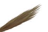 DRY BROOM NATUREL 110CM 350GRAM