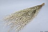 DRY MUSTARD GRASS NATURAL 90CM P/100 GRAM  NM