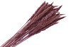 PAMPAS SEC FLUFFY VIEUX ROSE 75-80CM 70GRAMMES