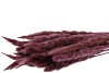 PAMPAS SEC FLUFFY VIEUX ROSE 75-80CM 70GRAMMES