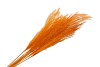 DRY PAMPAS MINI ORANGE 75CM PER 10