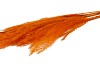 DRY PAMPAS MINI ORANGE 75CM PER 10