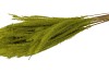 DRY PAMPAS MINI GREEN 75CM PER 10