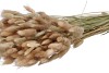 DRY LAGURUS 60CM P/BOS A 100 GRAM