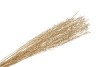 TROCKENES SARAS GRASS GOLD 100CM PRO 100 GRAMM