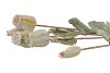 SILK POPPY BRANCH GREEN