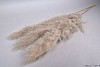 DRY PAMPAS GRASS MACE 115CM P/3
