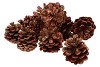 NATUUR OOSTENRIJKERS ROOD/GOUD IN NETJE P/20 NM