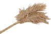 DRY CORTADERIA 120CM P/5