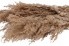 DRY CORTADERIA 120CM P/5