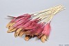 FEATHERS PINK/GOLD OP STOK 30CM P/24