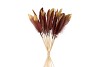 FEATHERS BURGUNDY/GOLD OP STOK 30CM P/24