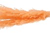 DRY PAMPAS DADANG PEACH P/5 L120CM
