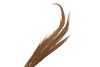 DRY BUNCH CHINESE BROME GOLD L110CM