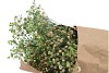 DRY GYPSOPHILA APPELGROEN 55 GRAM