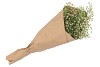 DRY GYPSOPHILA APPELGROEN 55 GRAM