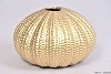 AQUIN VAAS GOUD 15,5X10CM