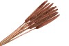 DRY BABALA KOPER 65-70CM P/10