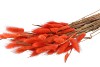 DRY LAGURUS ORANGE P/50 GRAM