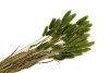 DRY LAGURUS OLIVE GREEN P/50 GRAM