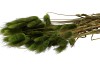 DRY LAGURUS OLIVE GREEN P/50 GRAM
