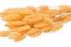 DRY LAGURUS OKER P/50 GRAM NM