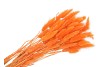 DRY LAGURUS APRICOT P/50 GRAM NM