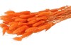 DRY LAGURUS APRICOT P/50 GRAM NM