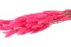 DRY LAGURUS FLIEDER P/50 GRAM
