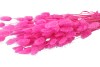 DRY LAGURUS MAGENTA P/50 GRAM NM