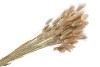 DRY LAGURUS NATUREL P/50 GRAM