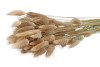 DRY LAGURUS NATUREL P/50 GRAM
