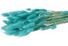 DRY LAGURUS TURQUOISE P/50 GRAM NM