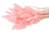 DRY LAGURUS PINK P/50 GRAM