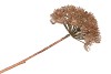 SILK HERACLEUM OLD GOLD 15X15X71CM