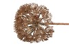 SILK HERACLEUM OLD GOLD 15X15X71CM