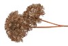 SILK HERACLEUM OLD GOLD 25X25X80CM