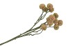 SILK SCABIOSA TAK LIGHT PINK 68CM