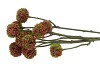 SILK SCABIOSA TAK RED 68CM