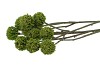 SILK SCABIOSA TAK GREEN 68CM