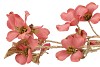 SILK MAGNOLIA GOLD PINK 74CM