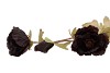 SILK POPPY TAK BLACK 96CM NM