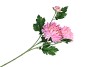 SILK CHRYSANT PINK 71CM