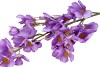 SILK WOLFBERRY PURPLE 106CM