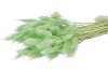 DRY LAGURUS MISTY GROEN P/50 GRAM