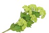SILK VIBURNUM 5X GREEN 87CM