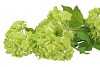 SILK VIBURNUM 5X GREEN 87CM