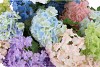SILK VIBURNUM 5X CREME 87CM