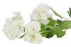 SILK VIBURNUM 3X CREME 67CM